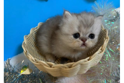 成約済の大阪府のペルシャ-68367の3枚目